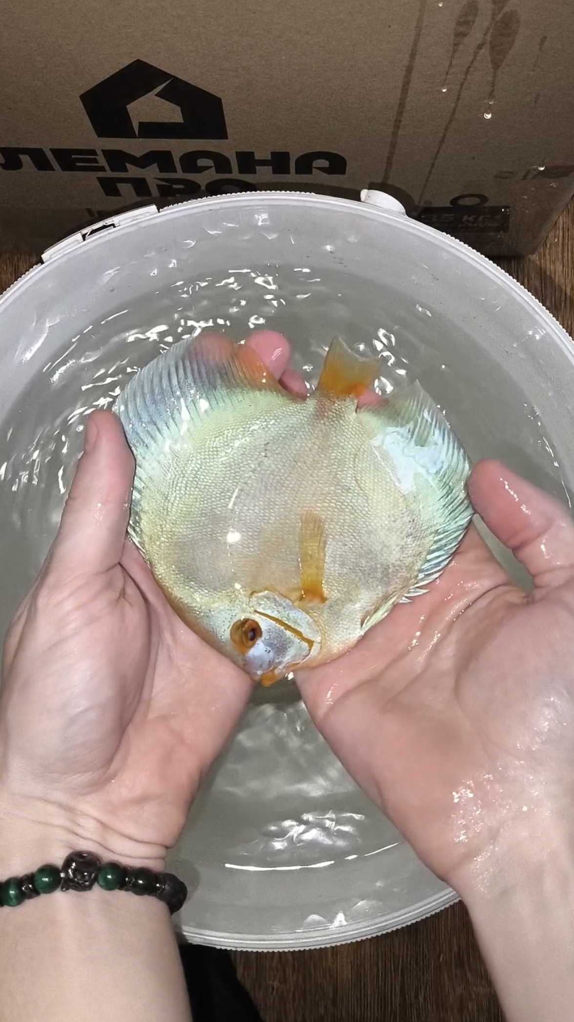 Отправка дискусов в Брянск смотреть онлайн