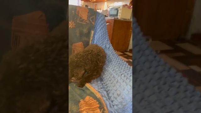 Дарси вывела в свет своих малышей мальчика и девочку 🐈🐈 #котята смотреть онлайн