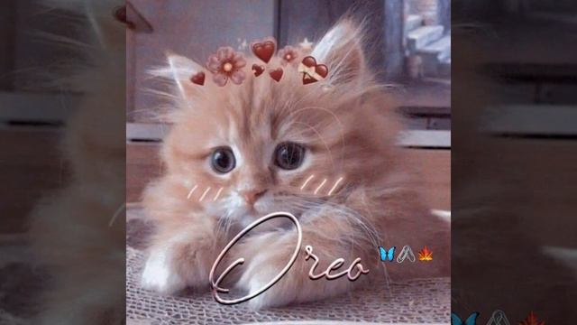 Deep line urdu shayari status||heart touching|| смотреть онлайн