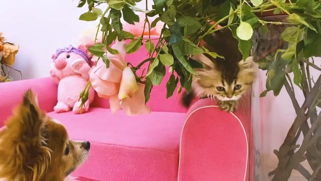 Веселая история о том как беседовали собака Тефи и котенок Хосико смотреть онлайн