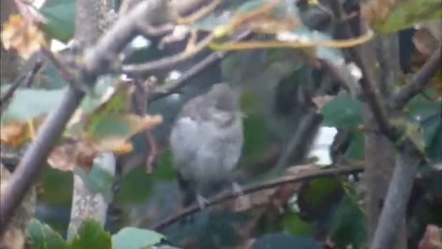 Eastern Olivaceous Warbler, Cape Clear, Cork 2006 смотреть онлайн