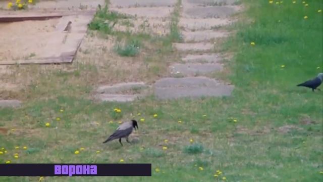 Песня Посмотрите люди на меня на умницу красавицу смотреть онлайн