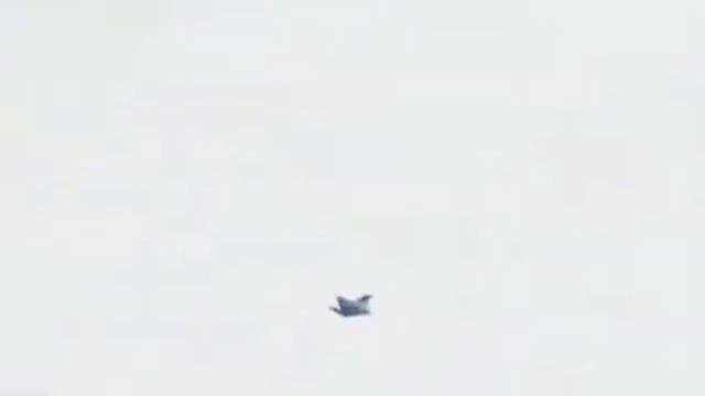 Сокол сапсан обучения молодёжи Falco peregrinus смотреть онлайн