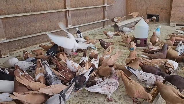 На что обратить внимание при покупке голубя смотреть онлайн