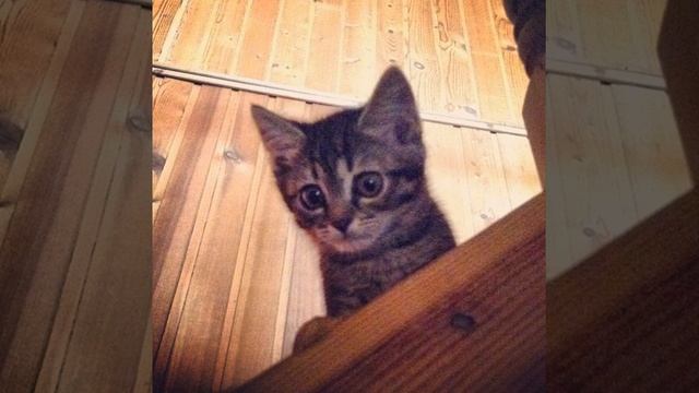 Good Morning! #photooftheday #милости #кошки #нежность #инстакот #мурмяка #котенок #котэ #awesome смотреть онлайн