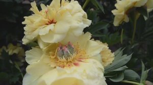 Обзор ИТО пиона Гарден Треже (Garden Treasure )