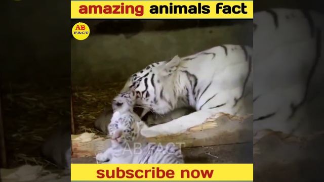 Amazing animals fact | tiger white tiger mosquito scorpion смотреть онлайн