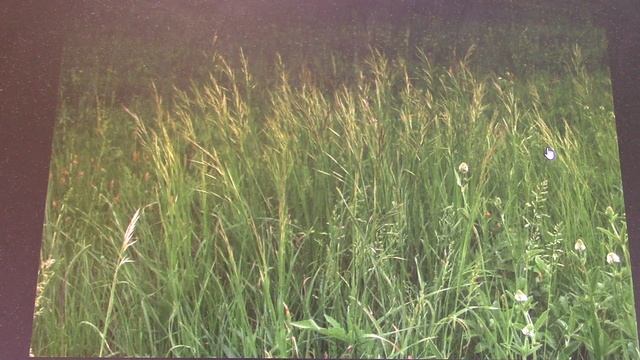 московская феносреда смотреть онлайн