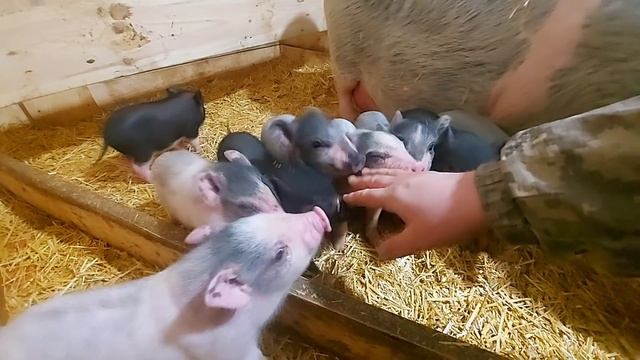 манюшечки любопытные! смотреть онлайн