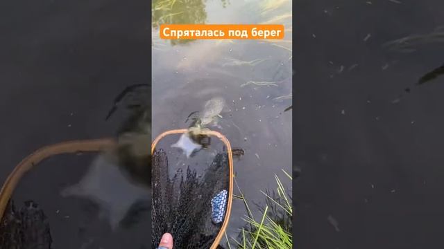 И сразу прятаться #рыбалка #catchandrelease #поймалотпусти #природа #fishing #browntrout #форель смотреть онлайн