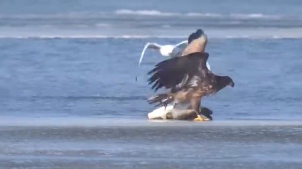 Арёл паймал болшую рыбу жесть