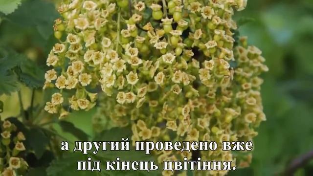 Профілактика опадання ягід порички смотреть онлайн