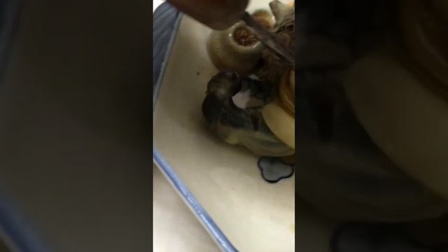 サザエの壺焼き смотреть онлайн