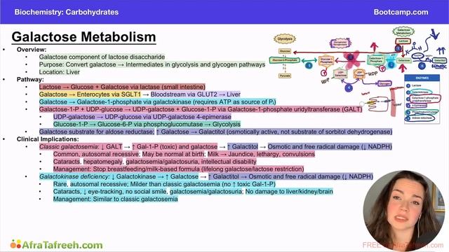 Galactose Metabolism Clinical Implications atf смотреть онлайн