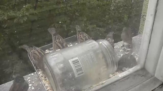 воробьи на кормушке смотреть онлайн