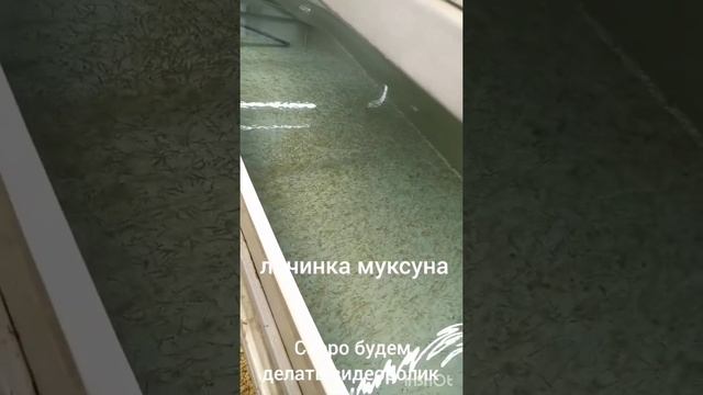 готовим ролик про наш новый инкубатор и продолжение темы личинки муксуна смотреть онлайн