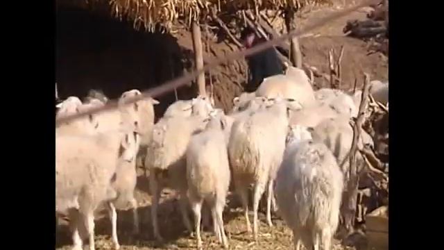 Seven-legged sheep born in N China смотреть онлайн