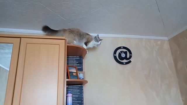 Кошка на шкафу. Мотя - верхолаз. смотреть онлайн