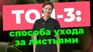 Как добиться блеска листьев растений