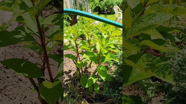 Наконец приступаю к нормировке метельчатой гортензии, будут черенки. 13.06.2023 смотреть онлайн
