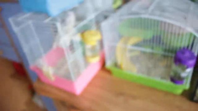 Знакомство с джунгариками! :) часть 1