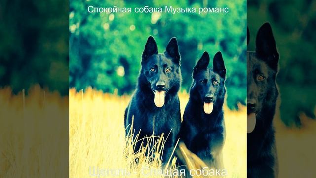 Моменты (Милые Собаки)