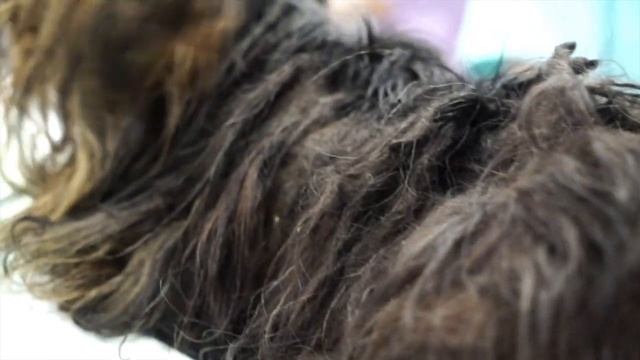 CESAR, kept 10 years inside a dark cage.. HELP US SAVE HIM! смотреть онлайн