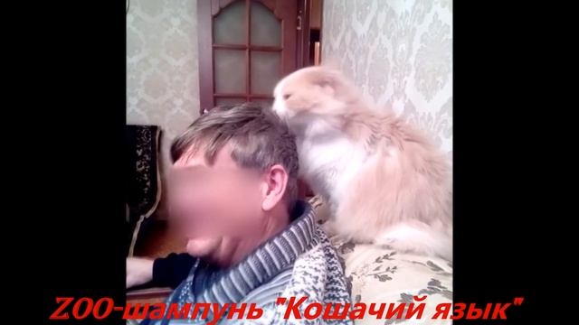 Кошки и люди. смотреть онлайн
