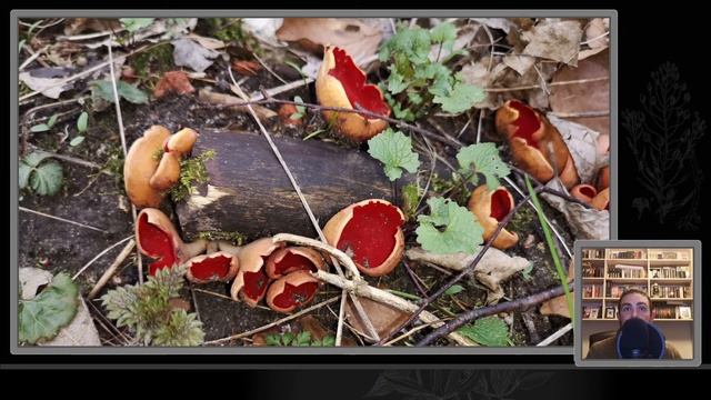 Ziołowa środa - Właściwości wybranych grzybów i porostów oraz doniesienia z badań nad ziołami смотреть онлайн