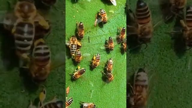 У пчёл сборщиц пыльцы тоже бывают пробки #shorts #пчёлы #бакфаст смотреть онлайн