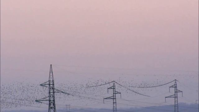 Ято от птици / Qto ot ptici смотреть онлайн