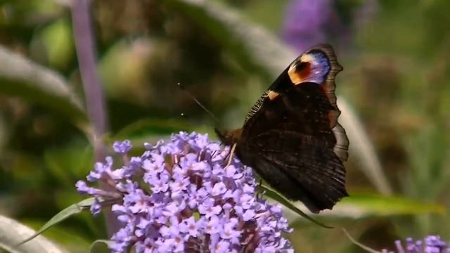 Peacock Butterfly feeding on Buddleia. смотреть онлайн