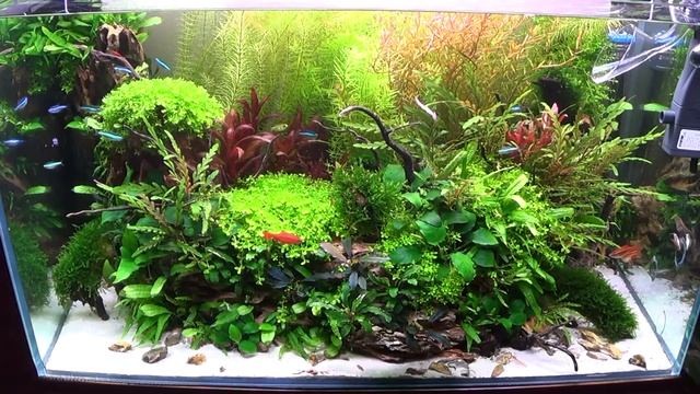 Nature Aquarium / Planted Aquarium (Növényes Akvárium) 2020 / #aquascaping #aquascape #plantedtank смотреть онлайн