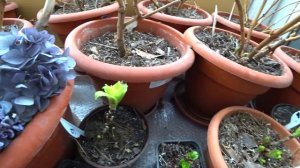 Крупнолистные гортензии начали просыпаться