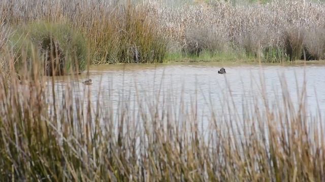 Stormwater Harvesting in Orange смотреть онлайн