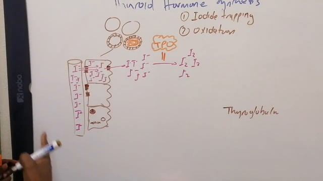 Thyroid Hormone Synthesis And Disorders//Part 1B