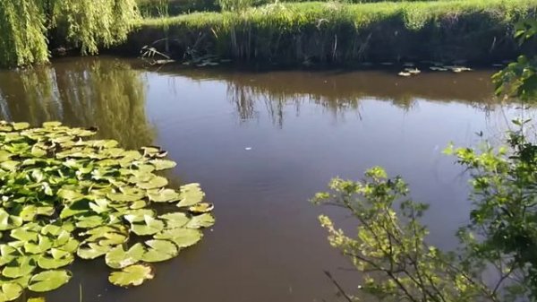 Кормим рыбу (часть 1)