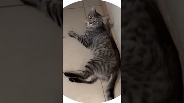 #юмор #прикол смотреть онлайн