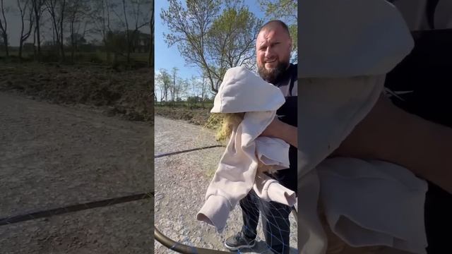 Едем, и из кустов оно 🫣 поле, дорога и.... видимо ДОМОВОЙ без ДОМА #помощьбездомнымживотным #семья смотреть онлайн