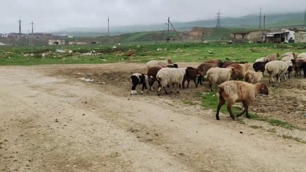 ДАГЕСТАНСКИЙ ПАСТУХ 2024 ГОД