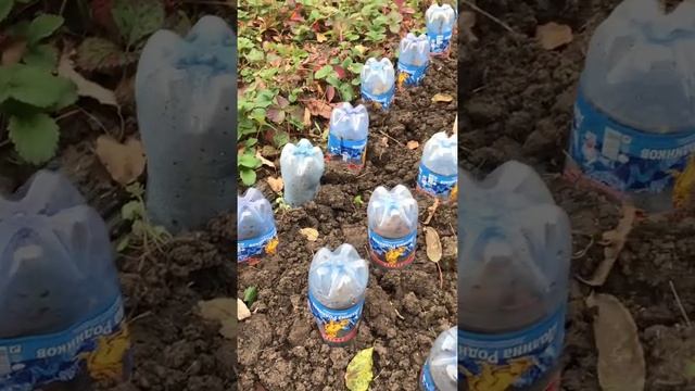 Укоренение роз. смотреть онлайн