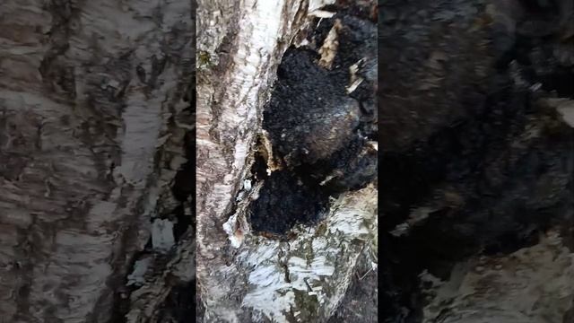 Какую чагу я не надо собирать не в коем случае! Разница между опасной для здоровья чага и настоящей.