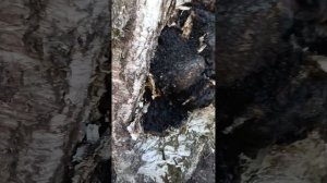 Какую чагу я не надо собирать не в коем случае! Разница между опасной для здоровья чага и настоящей.