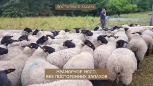 Идеальная порода овец для разведения — Суффолк! Лучшие мясные бараны! С чего начать овцеводство?