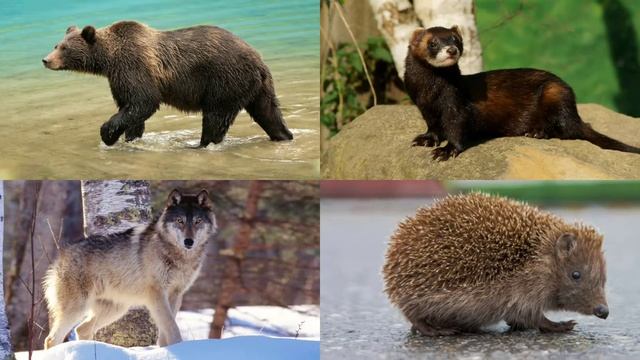 Forest Animals смотреть онлайн