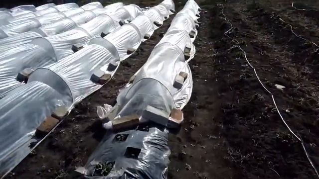 Ветер 19 м, рвёт парники на клубнике смотреть онлайн