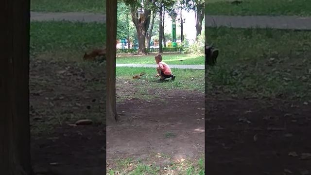 #белка 🐿️ в парке Измайлово смотреть онлайн