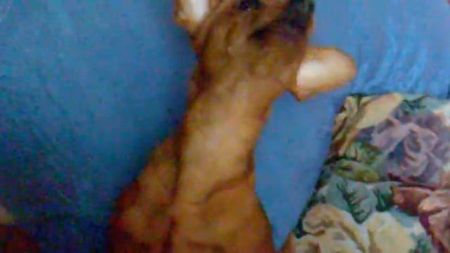 Cheeeze/моя шушундра и плавленный сыр смотреть онлайн