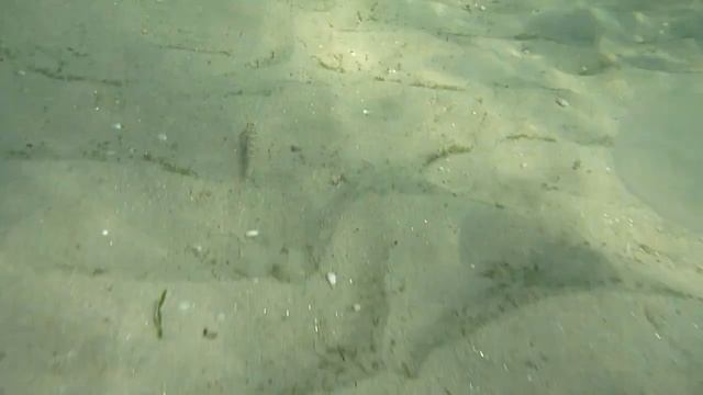 Jellyfish Bloom смотреть онлайн
