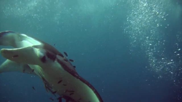 Raja Ampat III Manta Ridge смотреть онлайн
